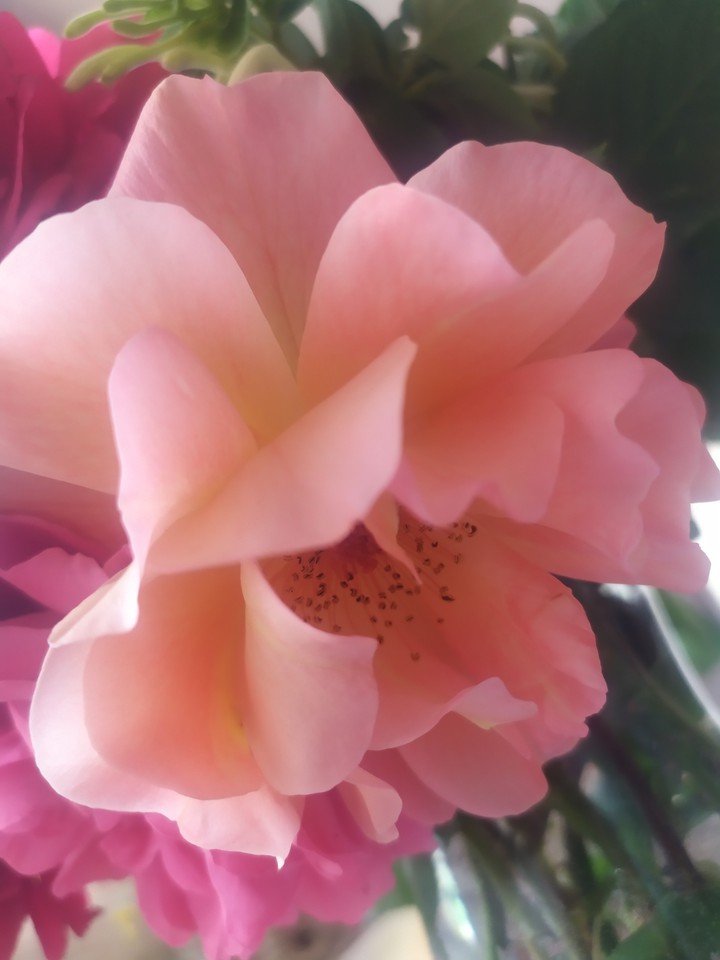 pink rose