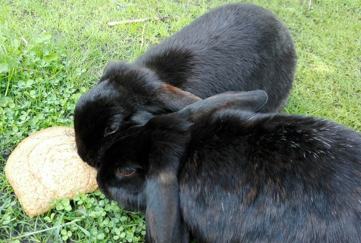 Bunnies