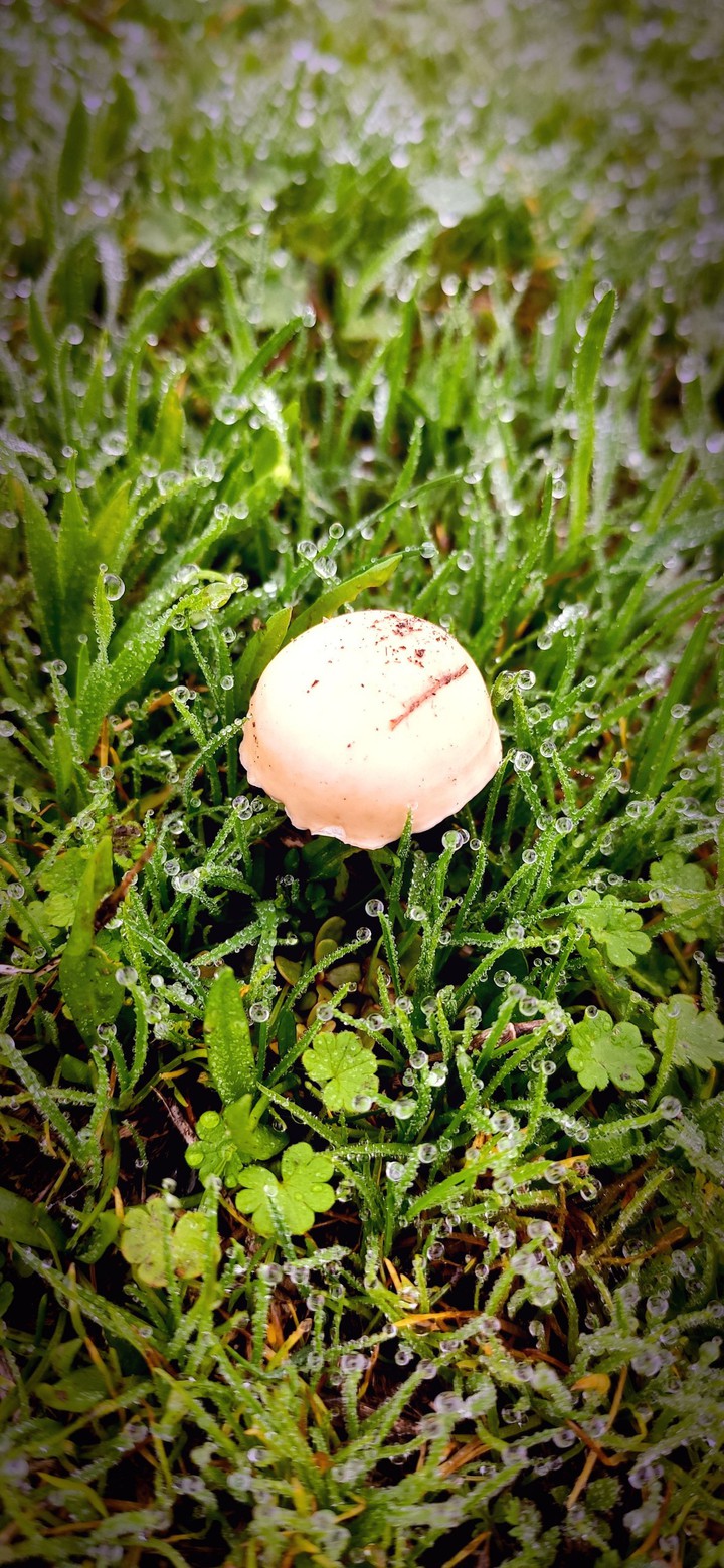 mushroom fall season