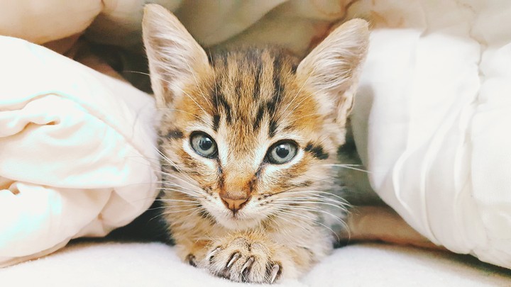 Kitten called Tin Tin
