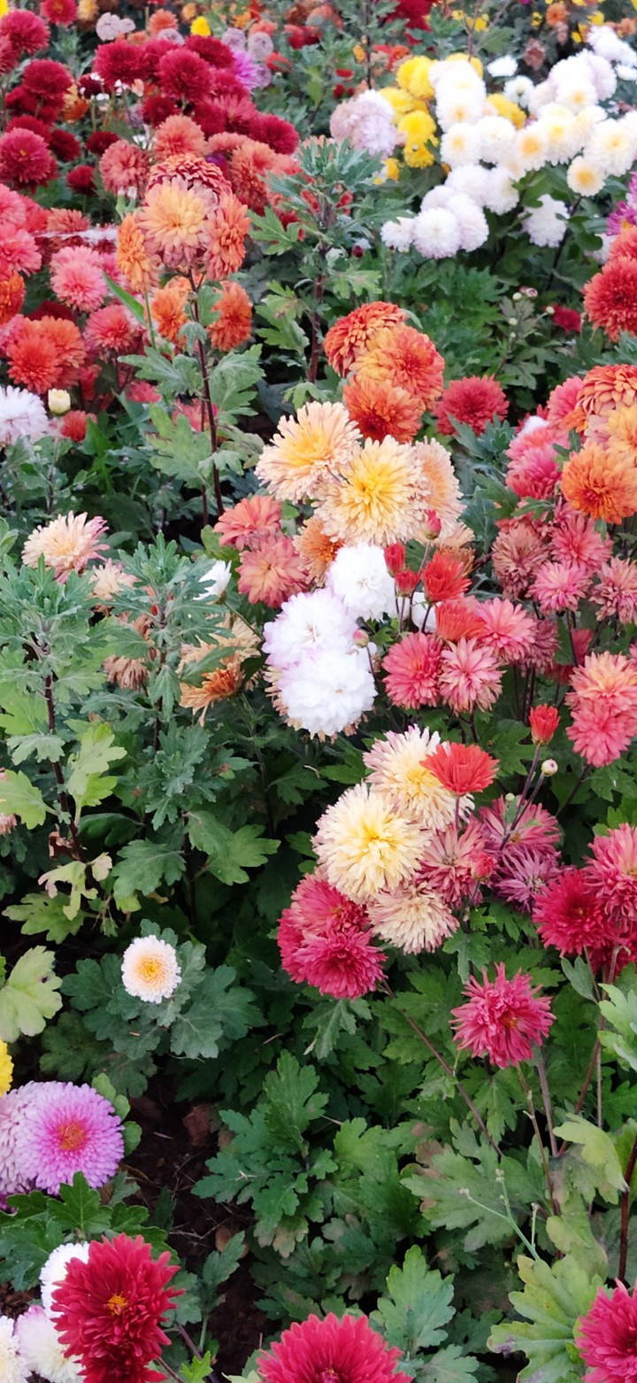 flowers