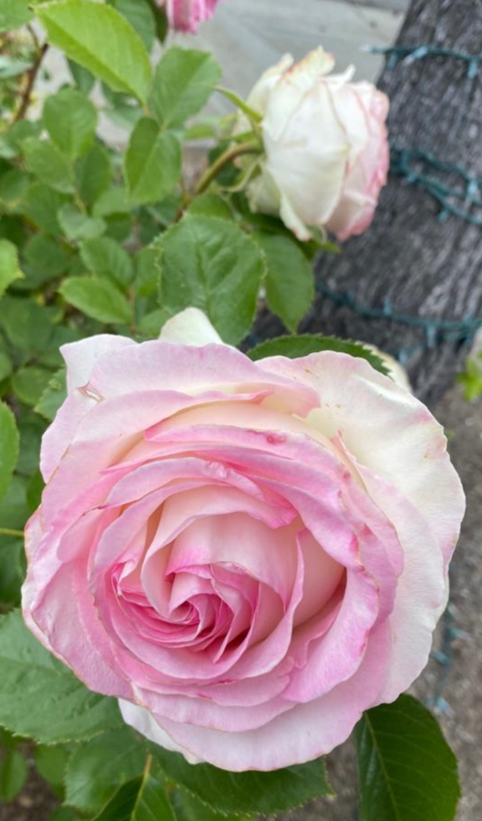 big pink Rose