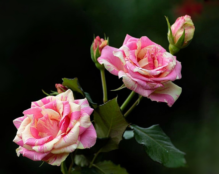 Roses