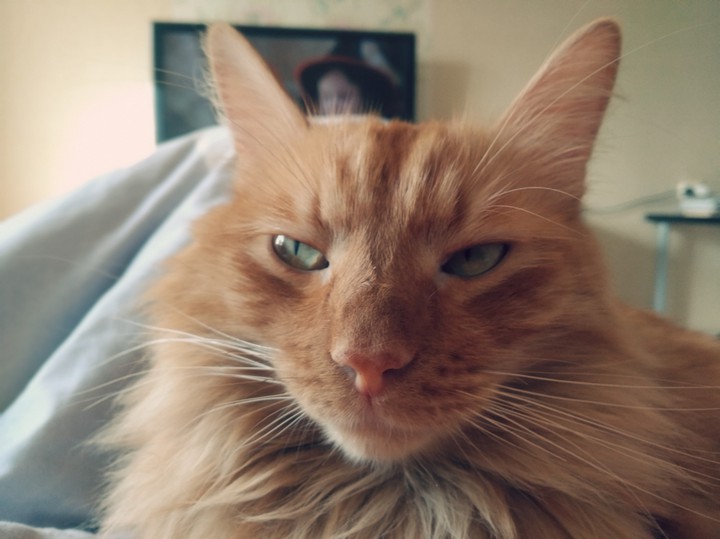 Simon the cat