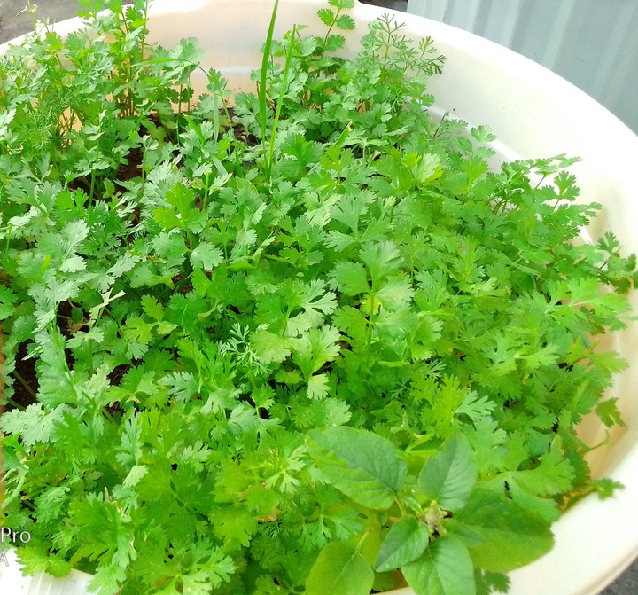 green