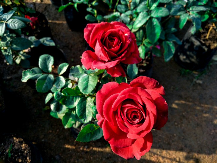 beautiful rose