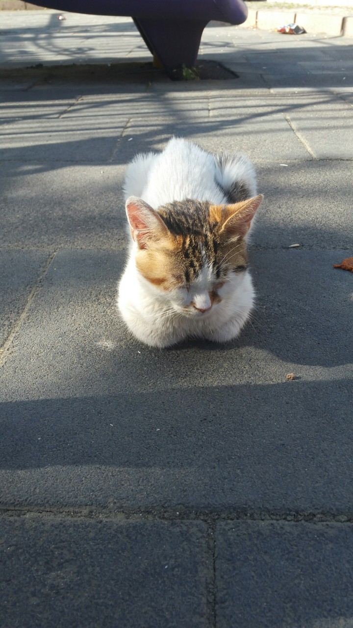 kedi