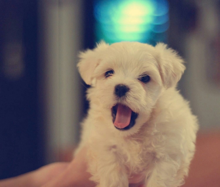dog