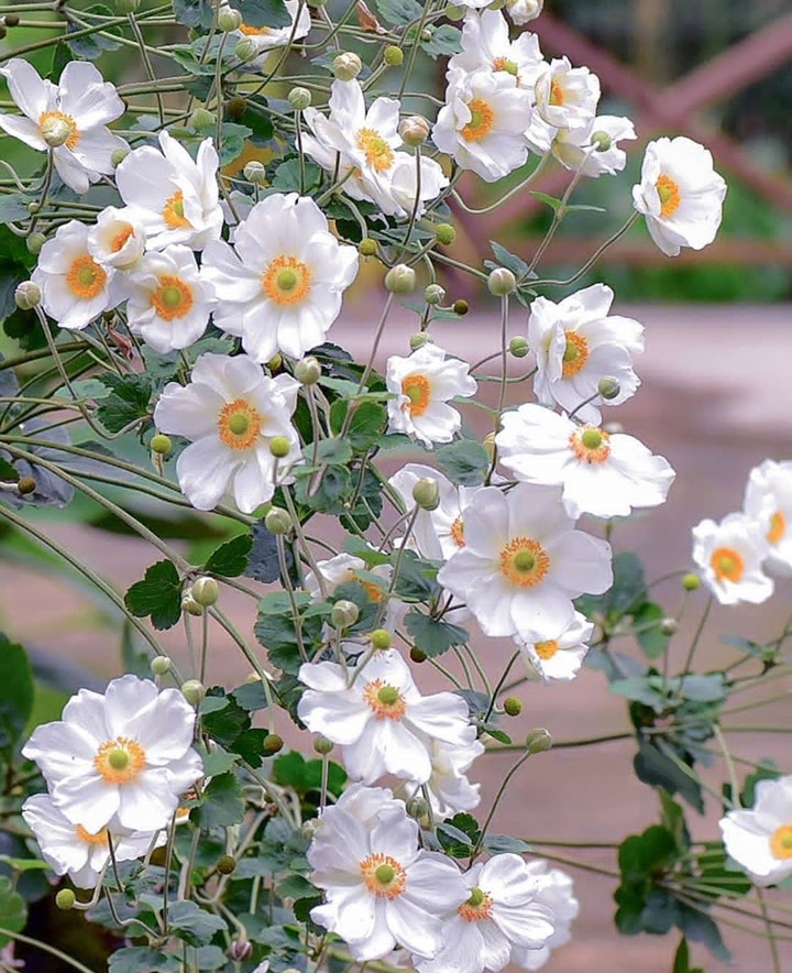 #flowers