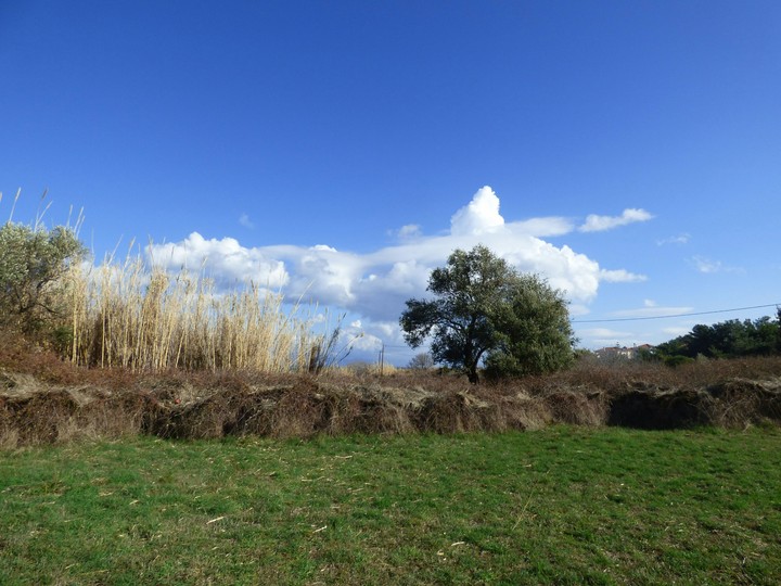 Landscape in lesvos