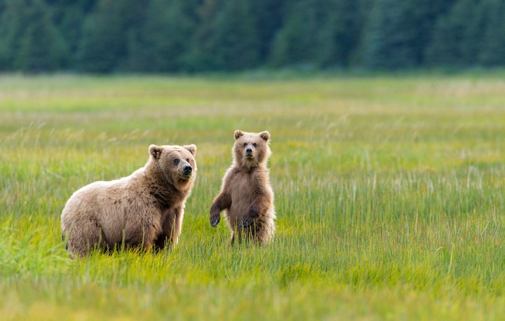 Bears