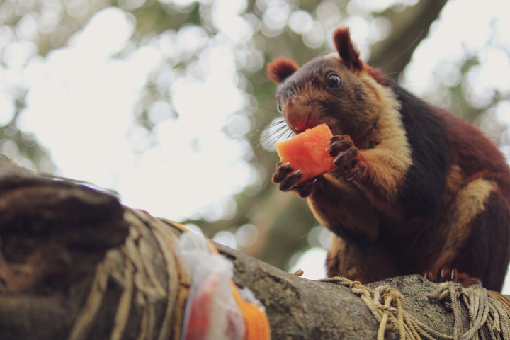 Indian Giant Squirrel