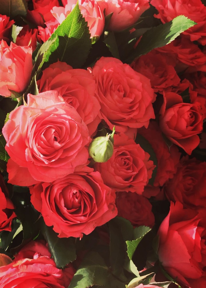 roses