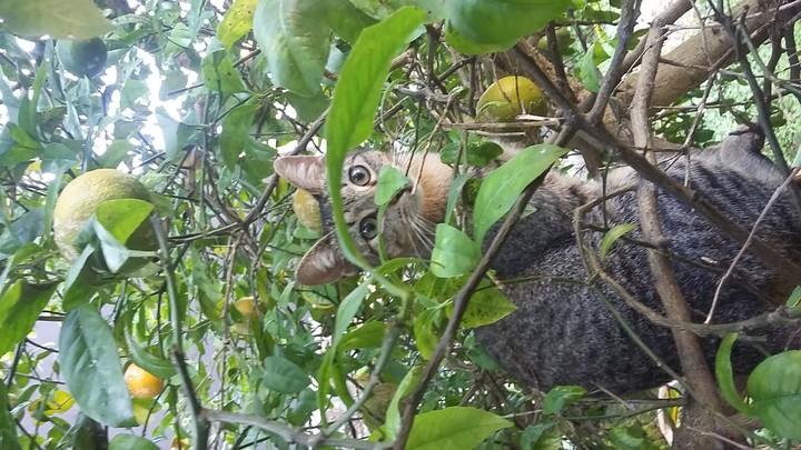 cat three