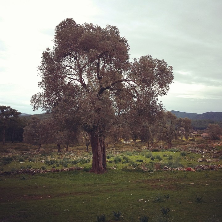 olivetree
