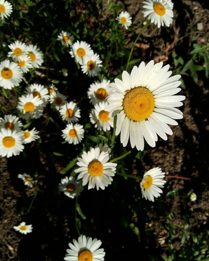 summer