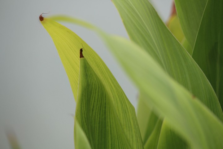 plant