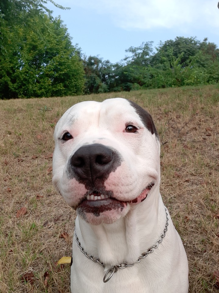Pako