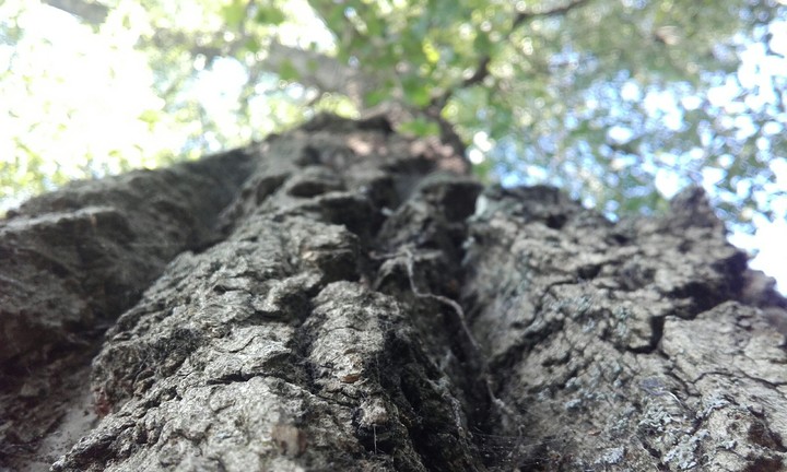 tree