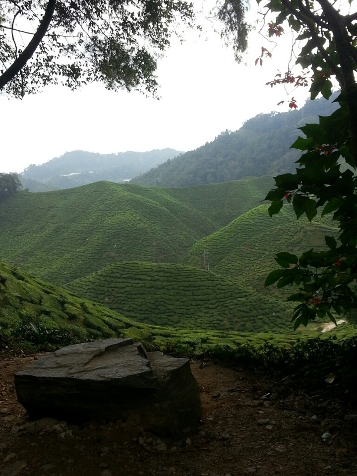 cameron highland