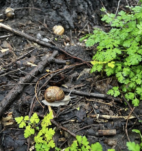 шпалери soil, insect