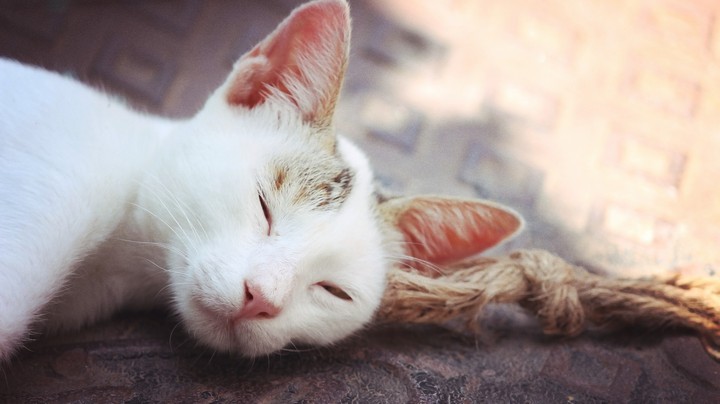 sleeping cat