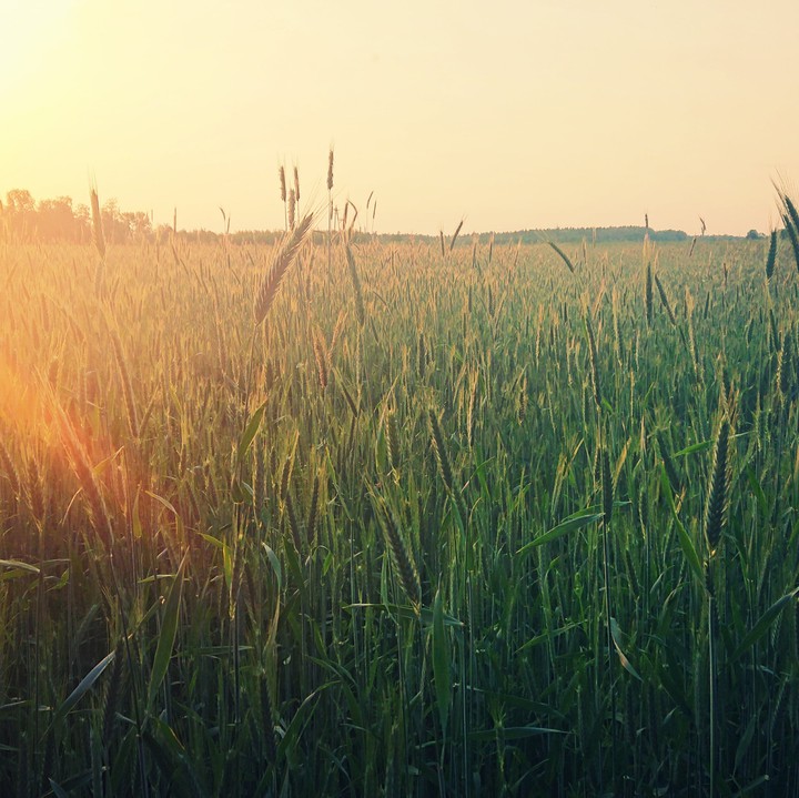 Field of rye