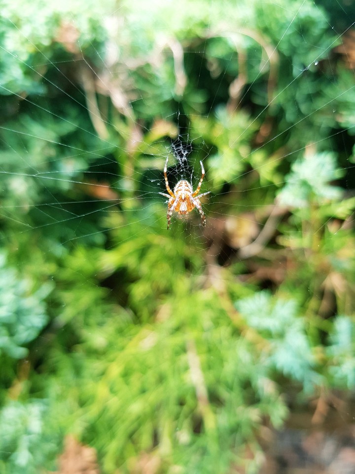 spider