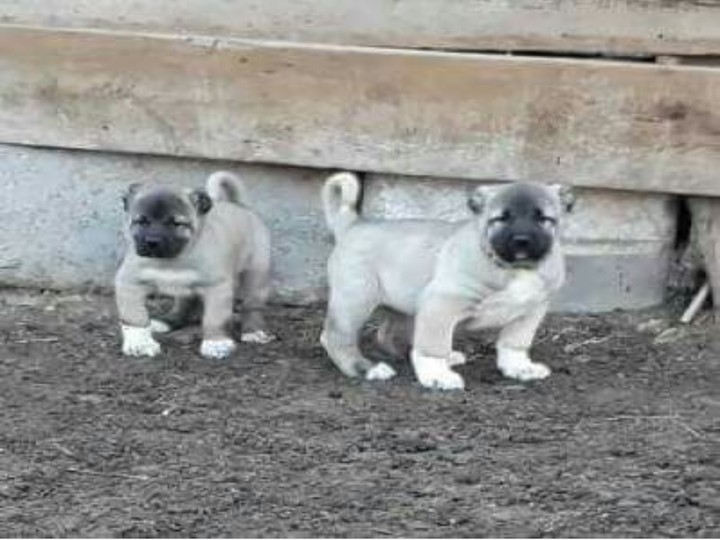 Kangal