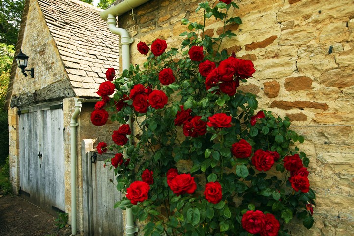 Rose Red Loose Wall