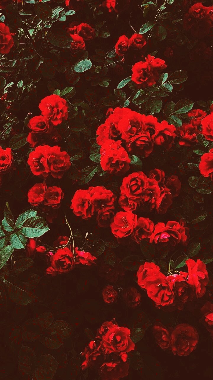 Roses