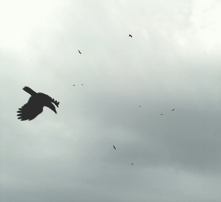 birds