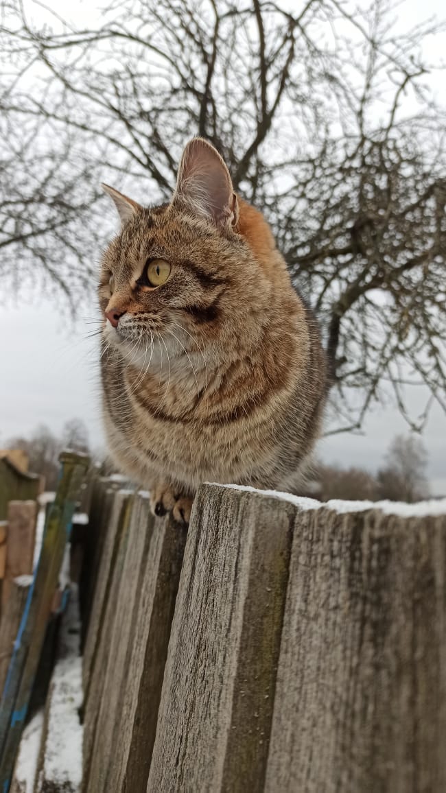 кот