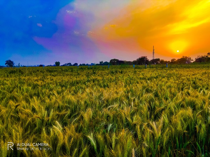 Nature