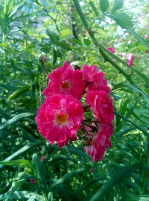 rose