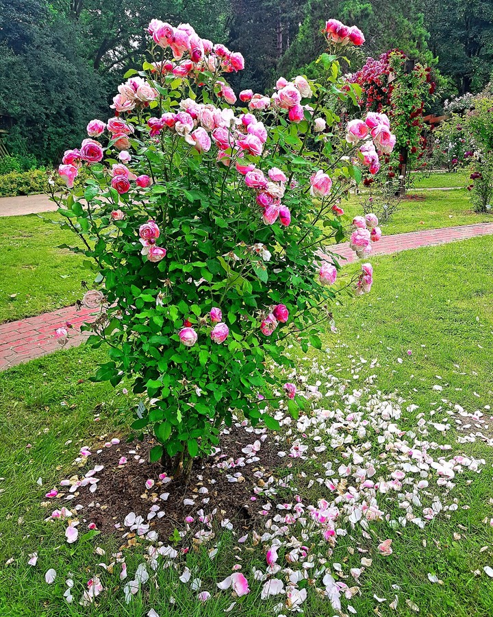 Westfalen Park in Dortmund