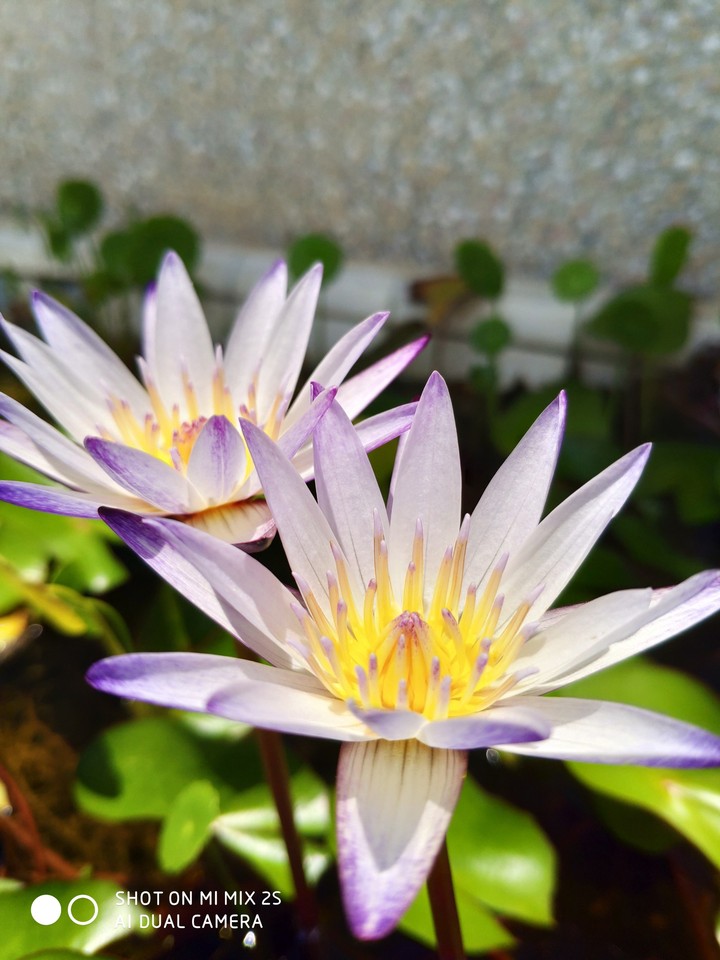 盛夏