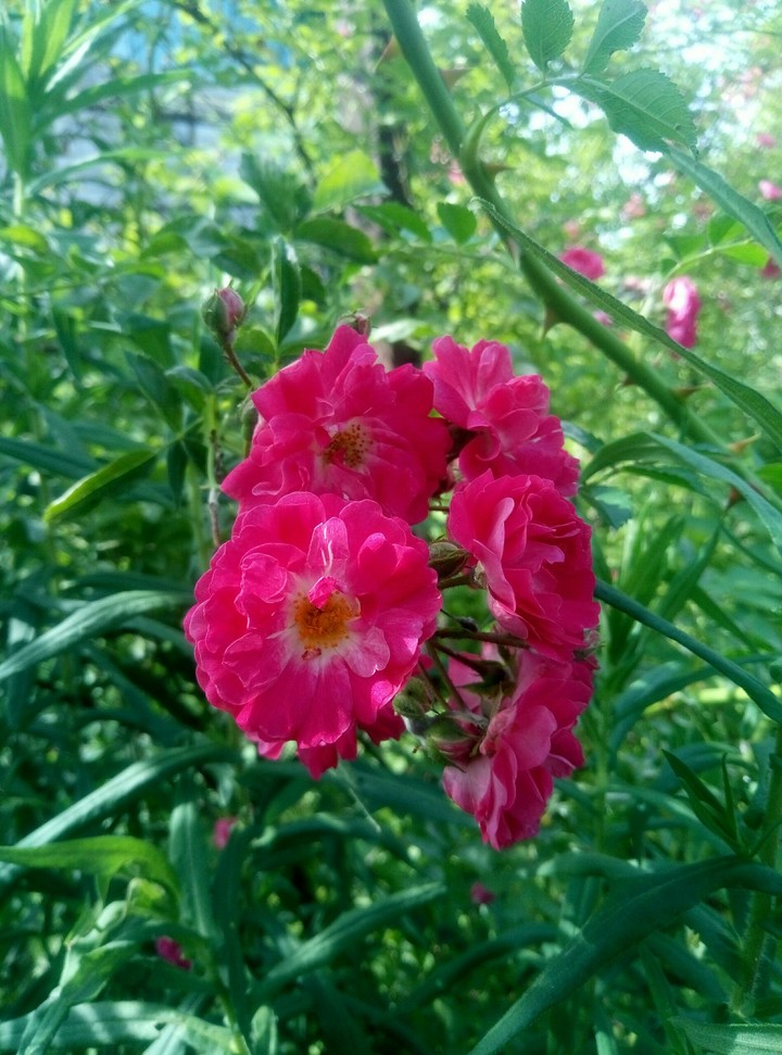 rose