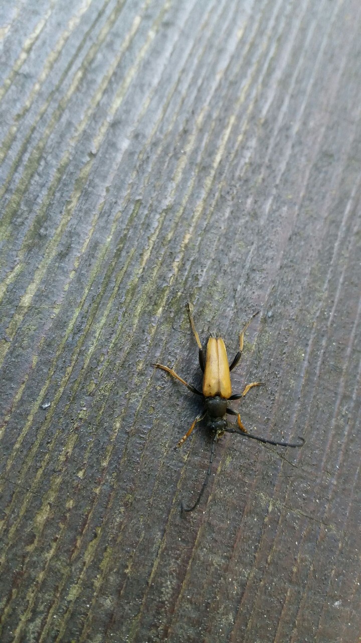 insect