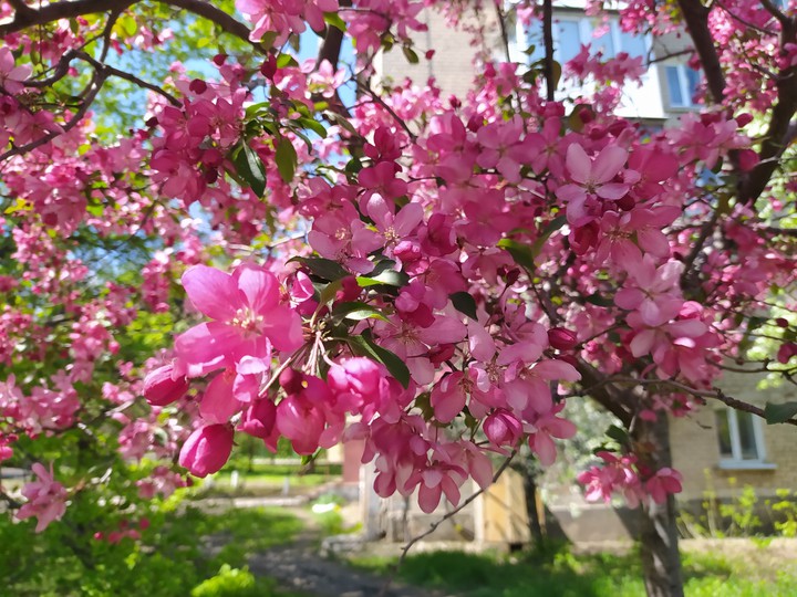 flower