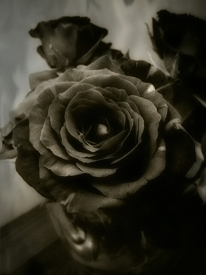 Black Rose