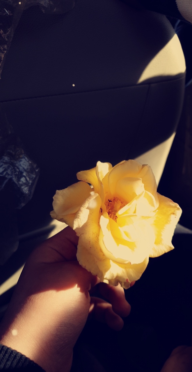 زهور صفراء قبل الحجر?☹?T_T