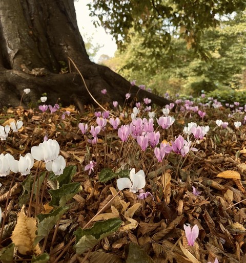 тапети petal, Autumn
