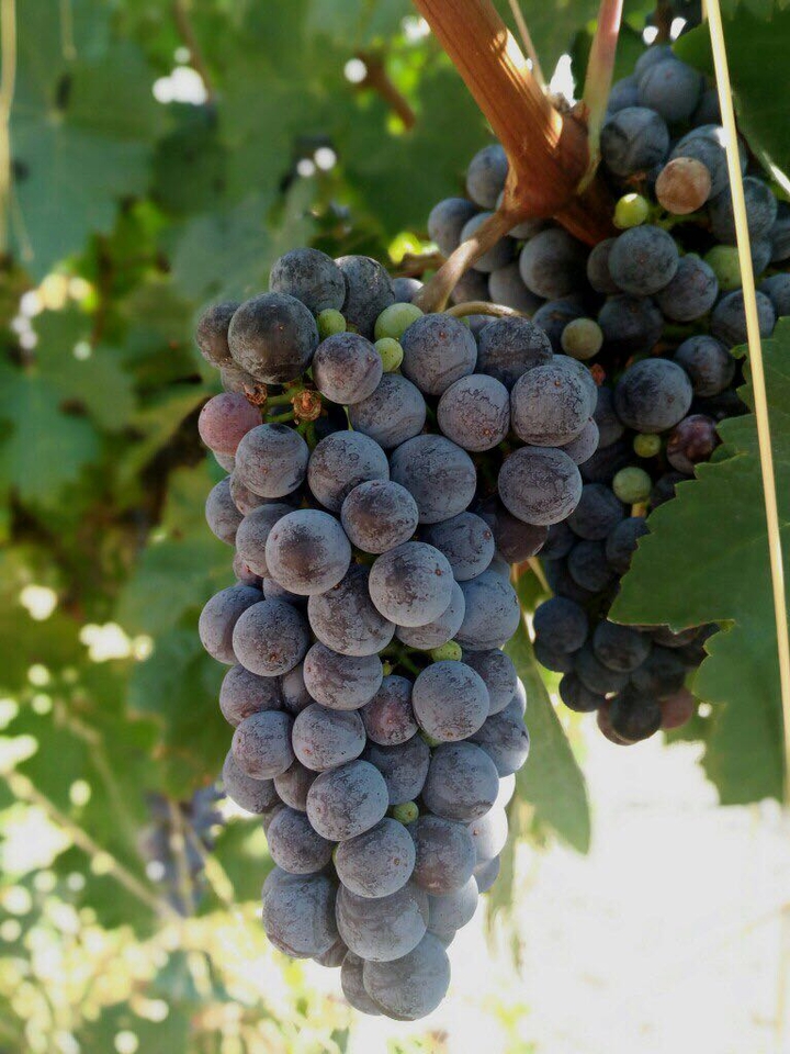 grapes