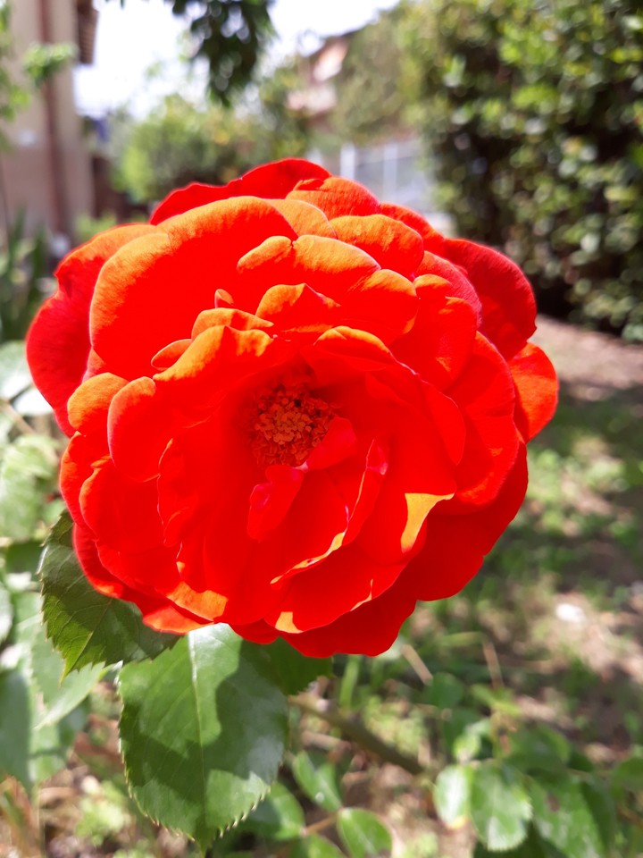 fiore