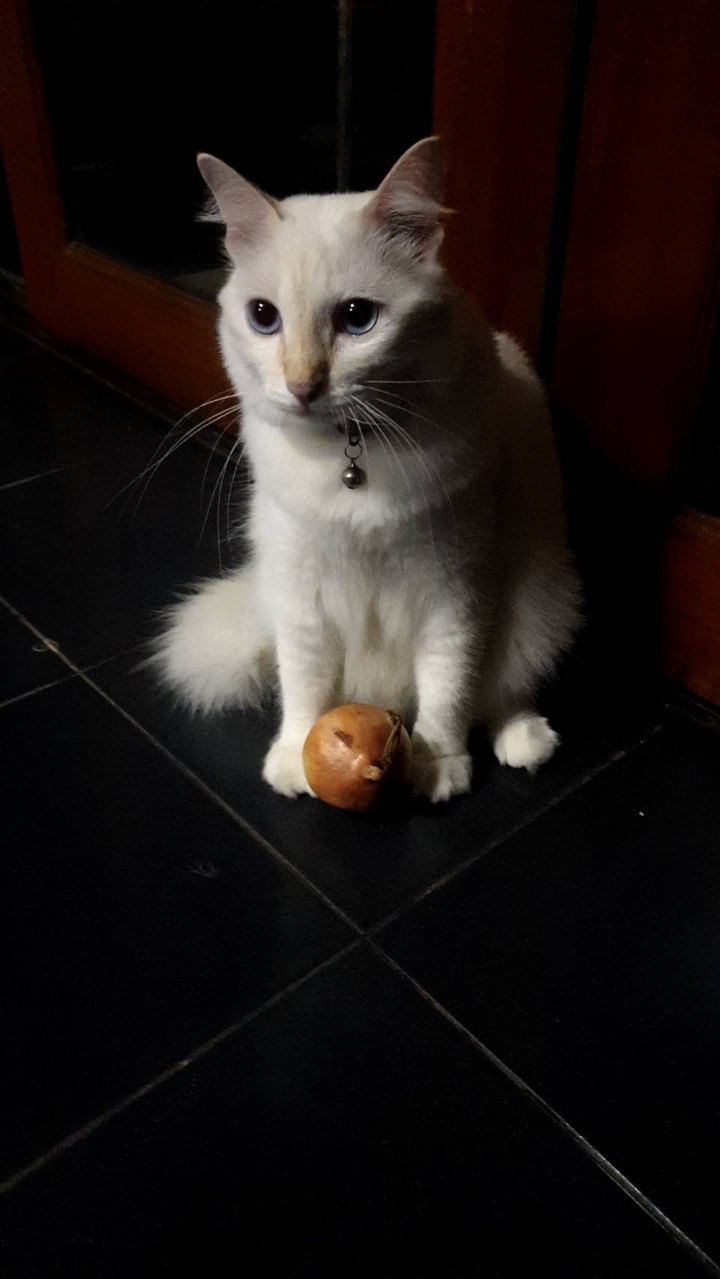 Onion cat ^^