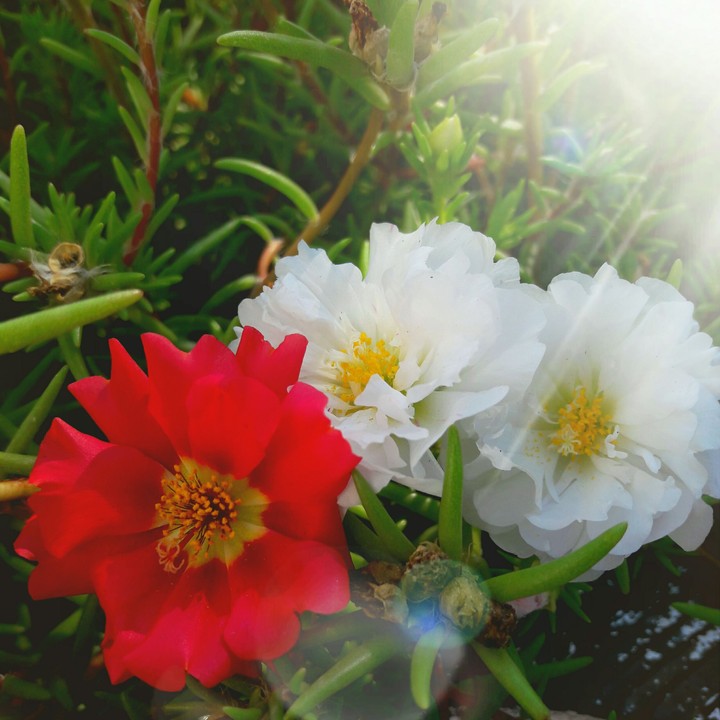Flowers