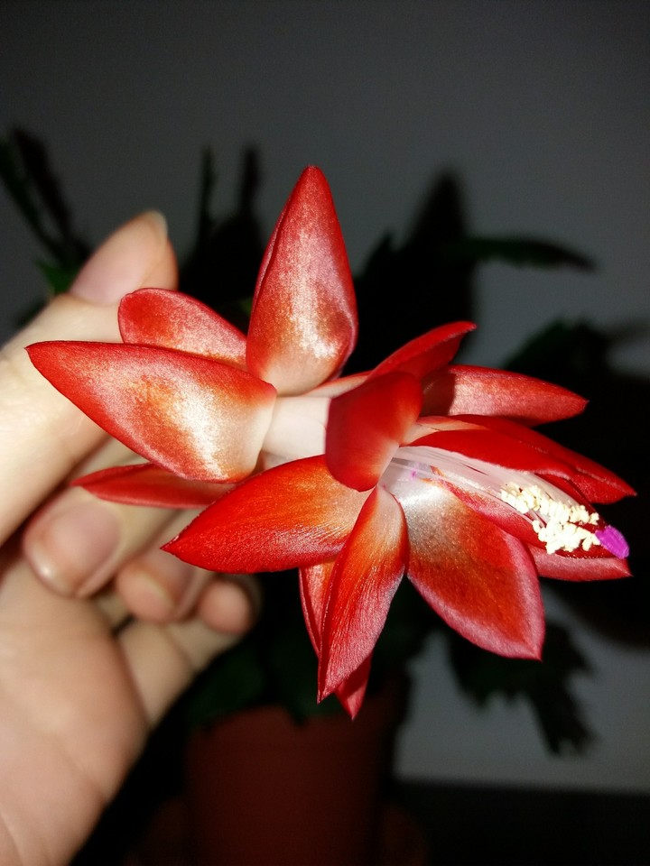winter flower
