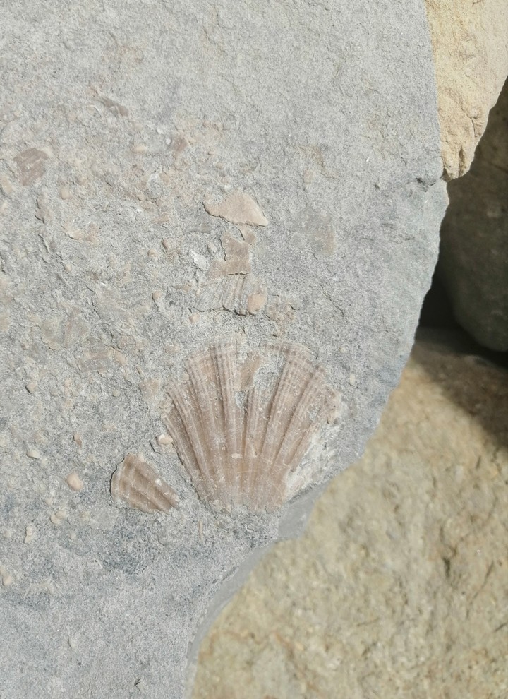 Fossili