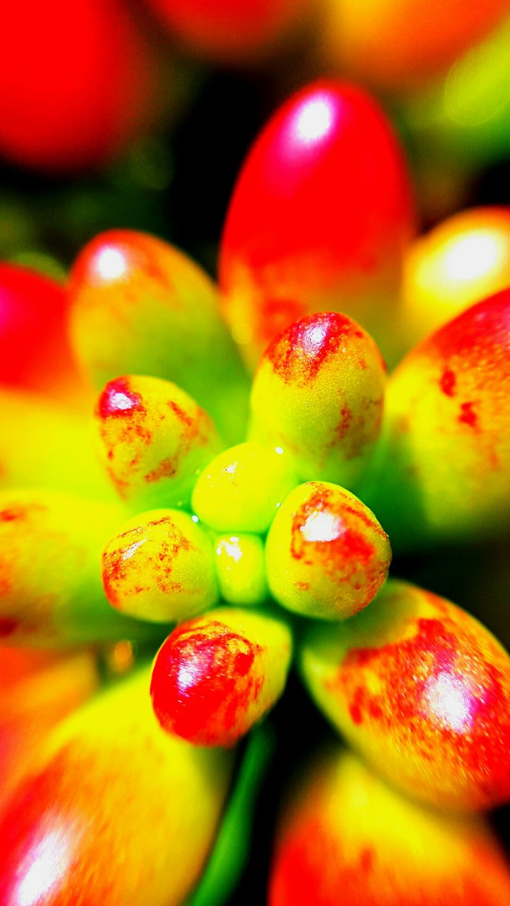 Macro